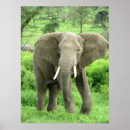 Elephant Posters Poster