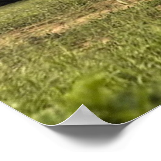 Elephant Posters Poster (Ecke)