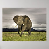 Elephant Posters Poster (Vorne)