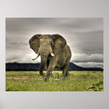 Elephant Posters