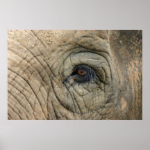 Elephant Posters