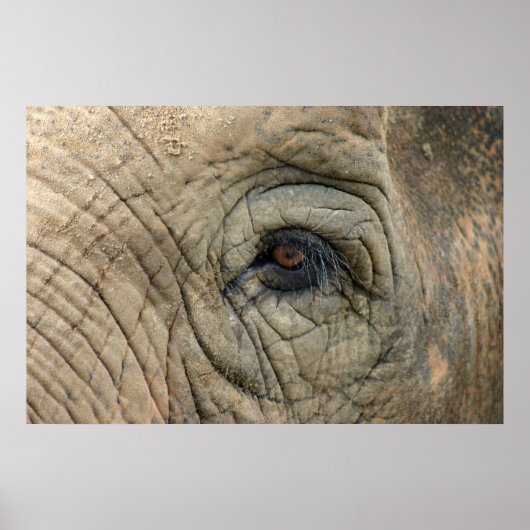 Elephant Posters Poster (Vorne)