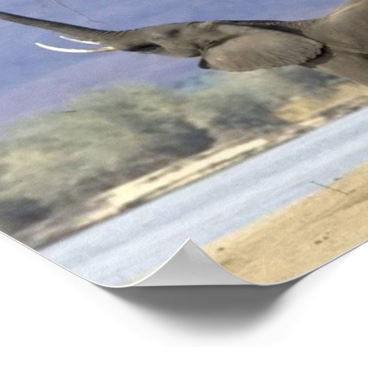 Elephant Posters Poster (Ecke)