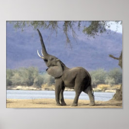 Elephant Posters Poster