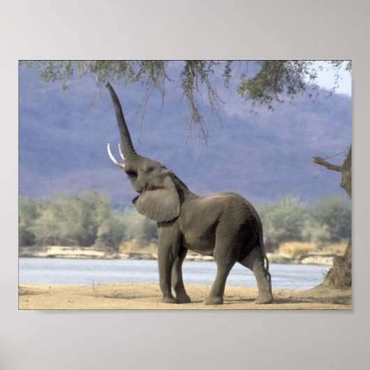 Elephant Posters Poster (Vorne)