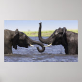 Elephant Posters Poster (Vorne)