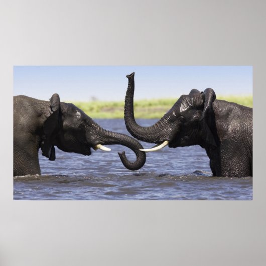 Elephant Posters Poster (Vorne)