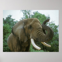 Elephant Posters Poster