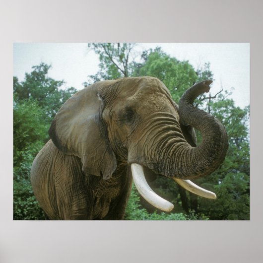 Elephant Posters Poster (Vorne)