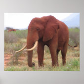 Elephant Posters Poster (Vorne)