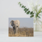 Elephant Postkarte (Stehend Vorderseite)