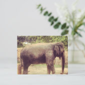 Elephant Postkarte (Stehend Vorderseite)