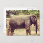Elephant Postkarte (Vorne/Hinten)