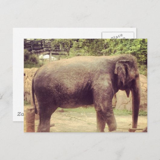 Elephant Postkarte (Vorne/Hinten)