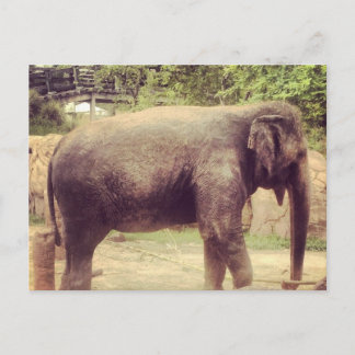 Elephant Postkarte