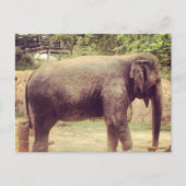 Elephant Postkarte (Vorderseite)