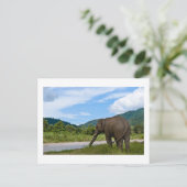 Elephant Postkarte (Stehend Vorderseite)