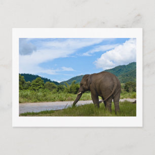 Elephant Postkarte