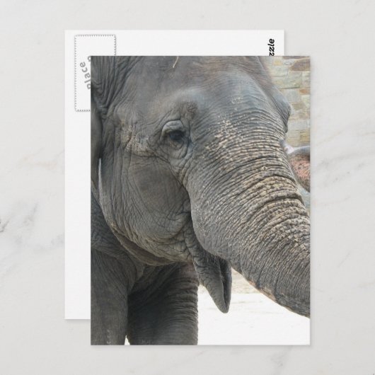 Elephant Postkarte (Vorne/Hinten)