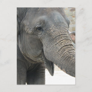 Elephant Postkarte