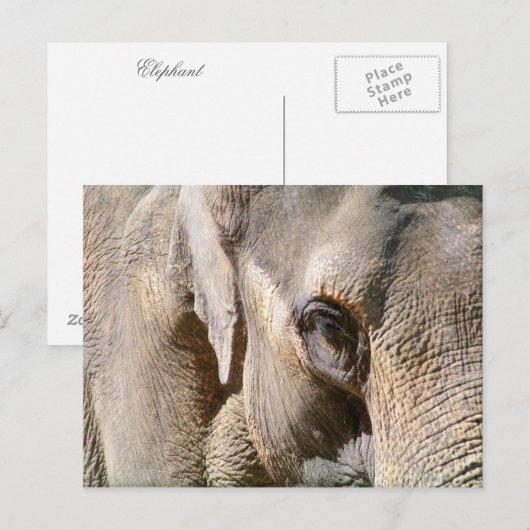 ELEPHANT POSTKARTE (Vorne/Hinten)