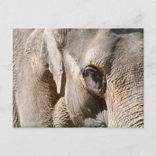 ELEPHANT POSTKARTE (Vorderseite)