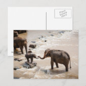 Elephant Postkarte (Vorne/Hinten)