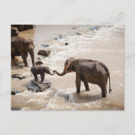 Elephant Postkarte