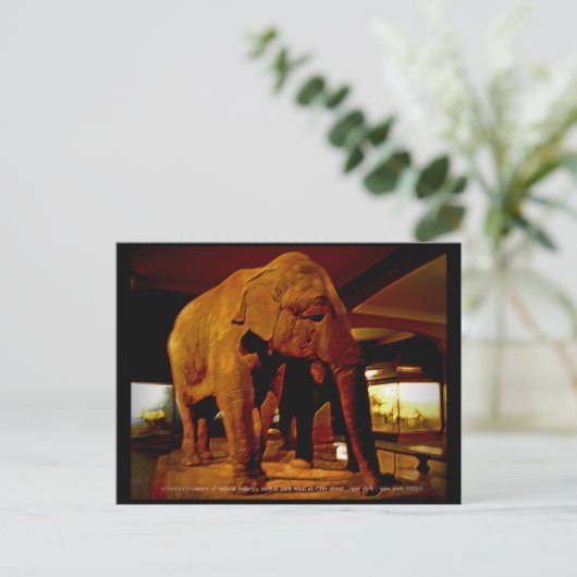 Elephant Postkarte (Stehend Vorderseite)