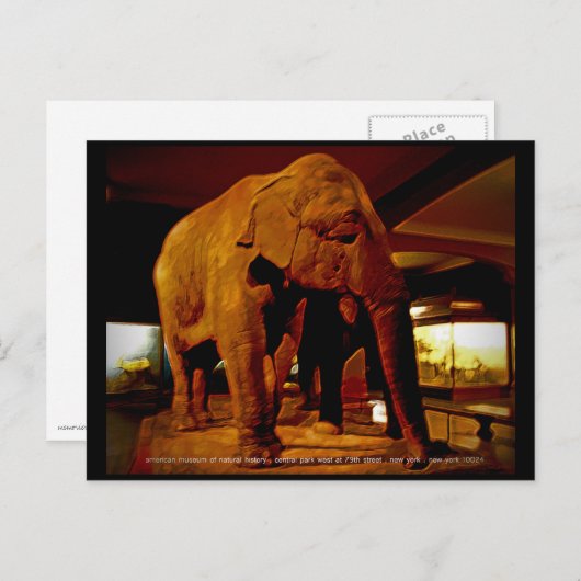 Elephant Postkarte (Vorne/Hinten)