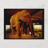Elephant Postkarte (Vorderseite)