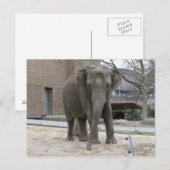 ELEPHANT Postkarte (Vorne/Hinten)