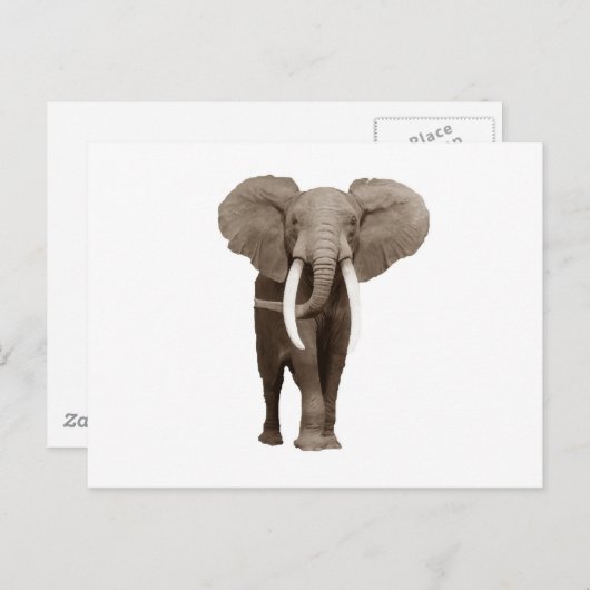 Elephant Postkarte (Vorne/Hinten)