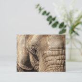 Elephant Postkarte (Stehend Vorderseite)