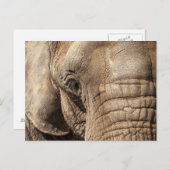 Elephant Postkarte (Vorne/Hinten)