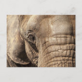 Elephant Postkarte (Vorderseite)
