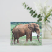 Elephant Postkarte (Stehend Vorderseite)