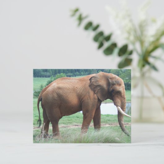 Elephant Postkarte (Stehend Vorderseite)
