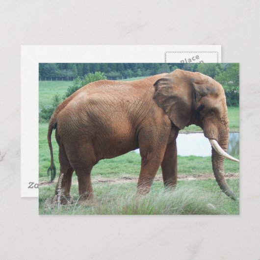 Elephant Postkarte (Vorne/Hinten)