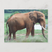 Elephant Postkarte (Vorderseite)