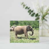 Elephant Postkarte (Stehend Vorderseite)