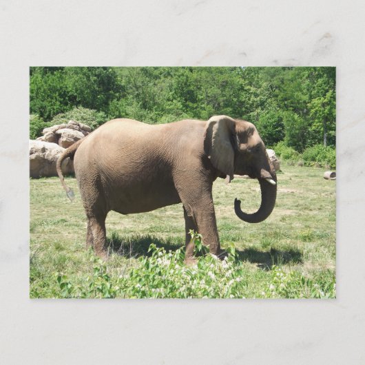Elephant Postkarte (Vorderseite)