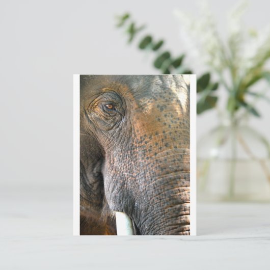 Elephant Postkarte (Stehend Vorderseite)