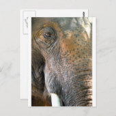 Elephant Postkarte (Vorne/Hinten)