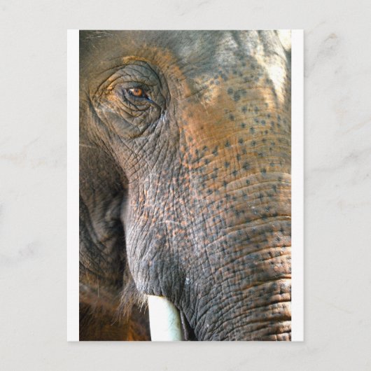 Elephant Postkarte (Vorderseite)