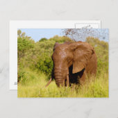 Elephant Postkarte (Vorne/Hinten)