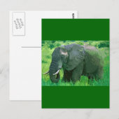 Elephant Postkarte (Vorne/Hinten)