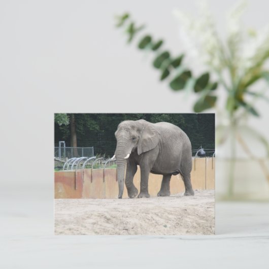 Elephant Postkarte (Stehend Vorderseite)