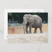 Elephant Postkarte (Vorne/Hinten)
