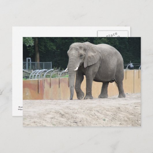 Elephant Postkarte (Vorne/Hinten)